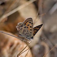 Lycaena bleusei