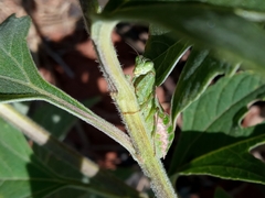 Acontista piracicabensis
