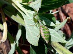 Acontista piracicabensis