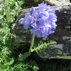 Polemonium confertum