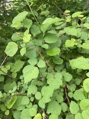 Rubus phoenicolasius
