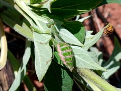 Acontista piracicabensis
