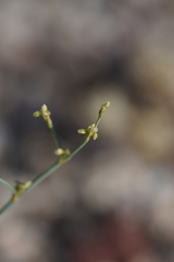 Eriogonum brachyanthum