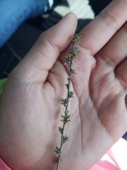 Condalia ericoides