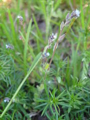 Myosotis stricta