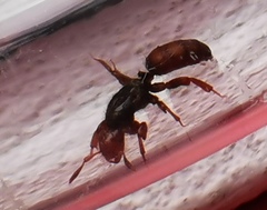 Lasius latipes