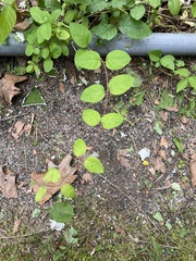 Lonicera japonica