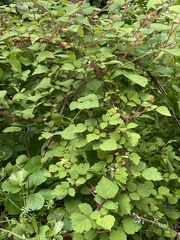 Rubus phoenicolasius