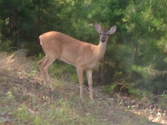 Odocoileus virginianus macrourus