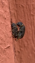 Hadrobregmus pertinax