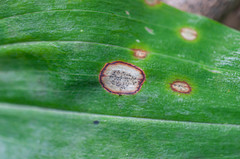 Phyllosticta cruenta