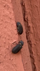 Hadrobregmus pertinax