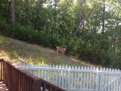 Odocoileus virginianus macrourus