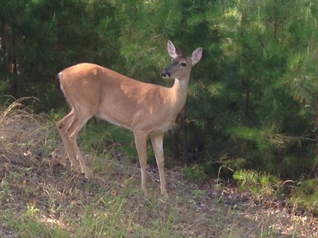 Kansas White-tailed Deer