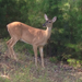 Kansas White-tailed Deer - Photo (c) Joshua Carroll, some rights reserved (CC BY), uploaded by Joshua Carroll