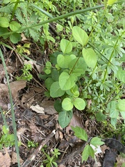 Lonicera japonica
