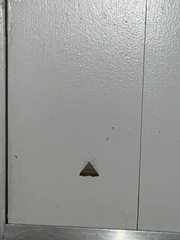 Lepidoptera