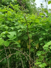 Reynoutria japonica