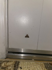Lepidoptera
