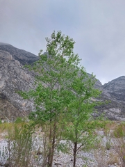 Populus mexicana