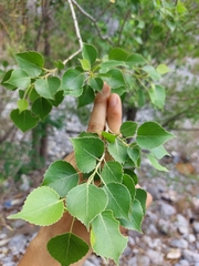 Populus mexicana