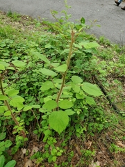 Rubus phoenicolasius