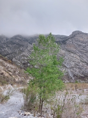 Populus mexicana