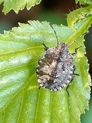 Pentatoma rufipes