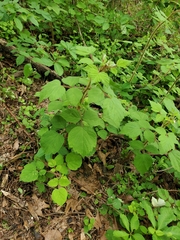 Rubus phoenicolasius