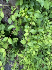 Lonicera japonica