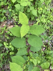 Reynoutria japonica