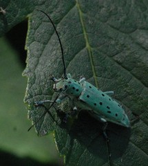 Saperda punctata