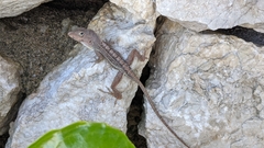 Anolis hispaniolae