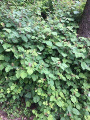 Rubus phoenicolasius