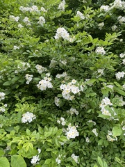 Rosa multiflora