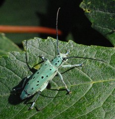 Saperda punctata