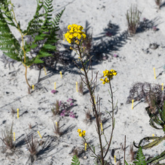 Erysimum teretifolium