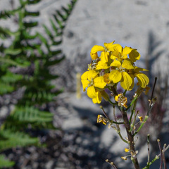 Erysimum teretifolium