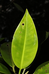 Bruguiera gymnorhiza image