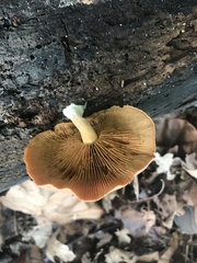 Gymnopilus liquiritiae