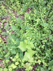 Alliaria petiolata