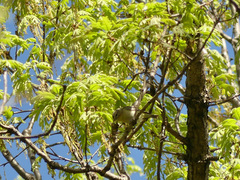 Vireo philadelphicus