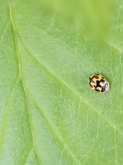 Propylea quatuordecimpunctata