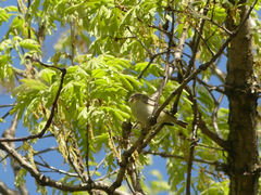 Vireo philadelphicus