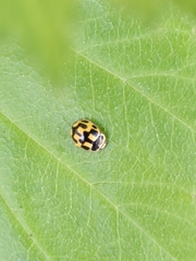 Propylea quatuordecimpunctata