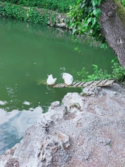 Anas platyrhynchos domesticus