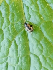 Phyllotreta striolata