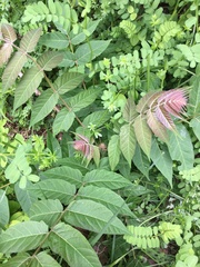 Ailanthus altissima