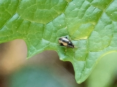 Phyllotreta striolata