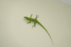 Anolis callainus